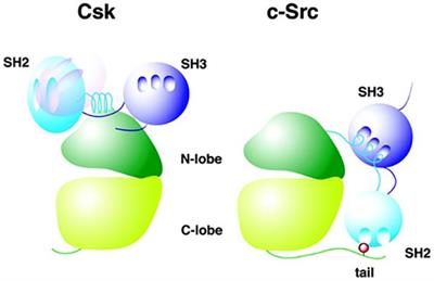 Apoptosis regulation by the tyrosine-protein kinase CSK